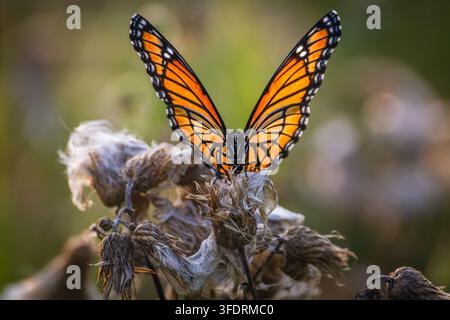 Una bellissima farfalla Viceroy (Limenitis archippus) appollaiata con grazia con le ali arancioni e nere completamente aperte in cima a una pianta di cardo sbiadita e secca. Ph Foto Stock