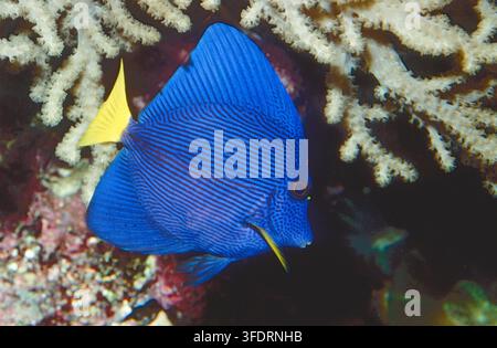 Tangs viola (Zebrasoma xanthurum). Foto di acquario. Foto Stock