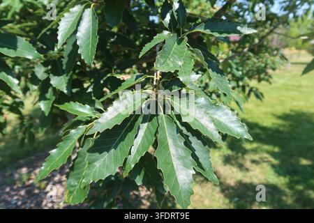 Foglie verdi della quercia Chinkapin (Quercus muehlenbergii) su un ramo illuminato dal sole nel Colorado all'inizio di settembre Foto Stock