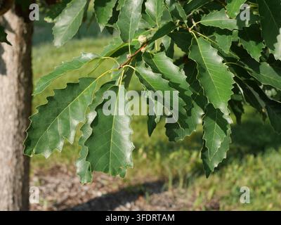 Foglie verdi e ghiande giovani della quercia Chinkapin (Quercus muehlenbergii) su un ramo illuminato dal sole nel Colorado alla fine di agosto Foto Stock