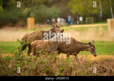 Gruppo di cervi rossi tra l'erba e le felci nel Richmond Park, Londra. Foto Stock