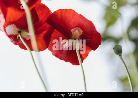 Due papaveri rossi contro il cielo in primo piano. Vista dal basso. Papaveri rossi che fioriscono all'aperto, con steli verdi e capsule di semi. Foto Stock