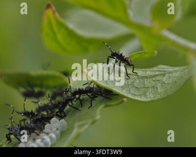 Macro close-up isolato di più ninfe al terzo stadio della cimice marmorata marrone (halyomorpha halys) e uova sulla pagina inferiore delle foglie Foto Stock