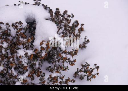 Primo piano di un piccolo arbusto sempreverde coperto di neve bianca durante l'inverno. Dettagli nitidi di foglie e rami ghiacciati su uno sfondo bianco innevato. Foto Stock