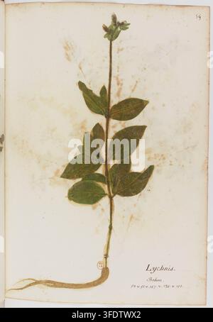 Un'incisione del 1520 di un esemplare di pianta pressa con un lungo gambo, foglie opposte, un grappolo di fiori e una radice, accompagnata da testo manoscritto, che esemplifica la tecnica dell'Impression naturelle directe. Foto Stock