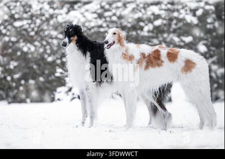Due Borzois in piedi insieme nella neve Foto Stock
