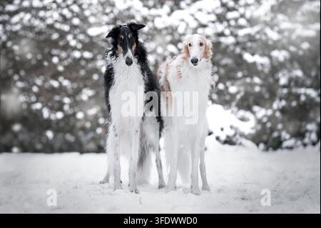 Due Borzois in piedi insieme nella neve Foto Stock
