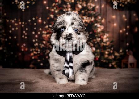 Cucciolo di Miniature Australian Shepherd con una cravatta Foto Stock
