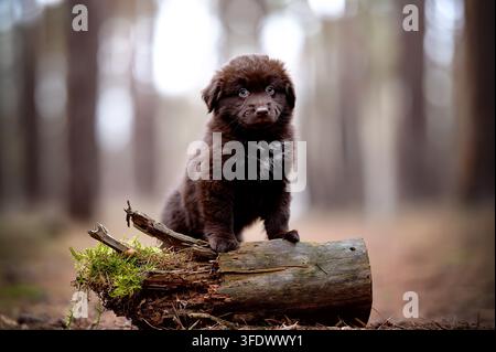 Cucciolo di Australian Shepherd in miniatura seduto su un tronco Foto Stock