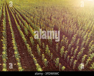 Vista aerea ad angolo alto su infinite file ordinate di girasoli gialli in fiore che crescono in un campo agricolo illuminato da una calda luce dorata Foto Stock