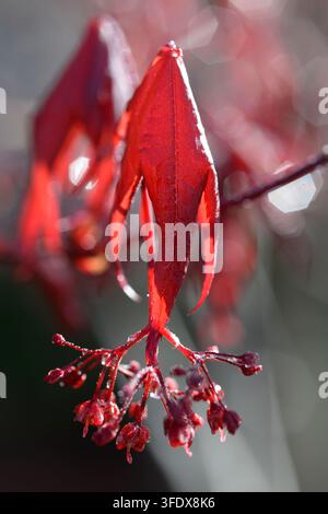 La rugiada pende da una foglia di acero giapponese nella luce del primo mattino. Le foglie possono essere a forma di palma o laciniate, quasi piumate. Foto Stock
