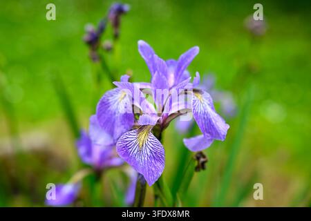 Prima piano di un fiore di Iris Sibirica, noto anche come iris siberico o bandiera siberiana Foto Stock
