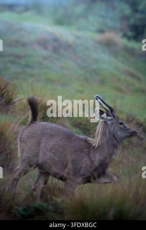 Giovane cervo Sambar che salta su una collina erbosa all'alba. Verdi attenuati e luce soffusa incorniciano il movimento naturale. Le sue orecchie attente e la coda sollevata suggeriscono Foto Stock