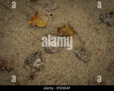 Vista dall'alto di foglie secche d'autunno sparse su una superficie rustica di sentiero sterrato e ghiaia Foto Stock