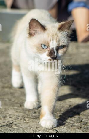 Gatto incrociato Siamese color crema con occhi azzurri che cammina sul cemento durante una giornata soleggiata. Foto Stock
