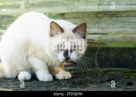 Gatto bianco con occhi blu accovacciato a terra mentre tiene un piccolo pesce. Ambientazione naturale all'aperto con sfondo di bambù. Foto Stock
