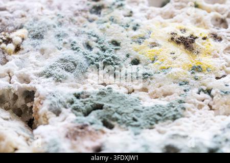 Macro di muffe verdi, gialle e bianche che crescono su cibo avariato Foto Stock