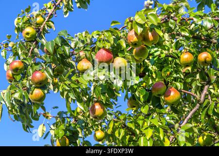 Molte pere mature su un ramo nel giardino. Coltivare frutti naturali biologici. Foto Stock