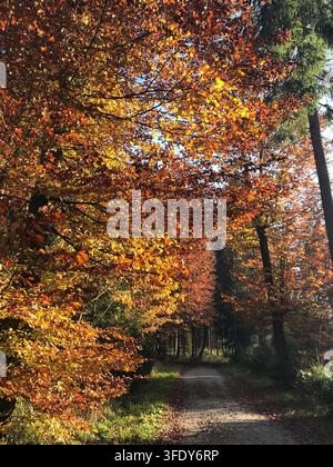 Foresta autunnale con alberi decidui giallo brillante e arancione alla luce del sole splendente in Svizzera Foto Stock