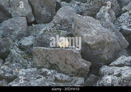 Valle dell'Orkhon, Mongolia - 5 agosto 2026: Un pika mongolo si appollaia su rocce vulcaniche nella valle. Foto Stock