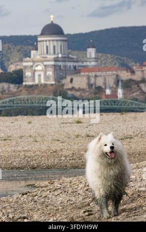 Scatto verticale di un cane Samoiedo soffice e fangoso in piedi sulla riva del Danubio con la basilica di Esztergom e il ponte sullo sfondo Foto Stock