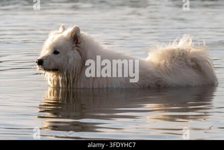 Cane Samoiedo bianco e soffice in piedi nell'acqua del Danubio con il muso sporco e fangoso e il riflesso dell'acqua Foto Stock