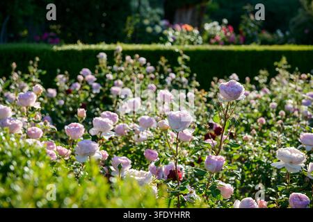 Rose pallide rosa sbocciano nei giardini del Generalife dell'Alhambra durante una mattinata primaverile soleggiata a Granada, Andalusia, Spagna. Foto Stock