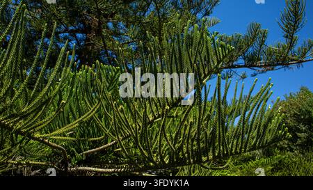 I rami di un albero di araucaria sono visti da vicino, curvi nella forma con aghi simili a squame. La luce solare brillante evidenzia i dettagli verdi dei rami Foto Stock