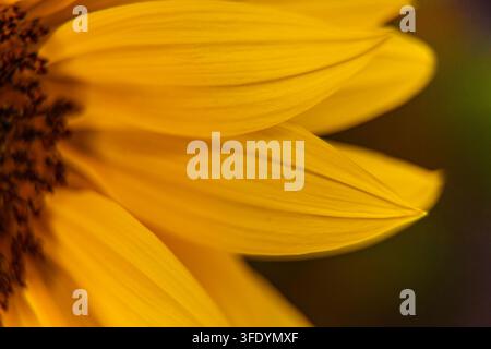 Questa bellissima fotografia botanica naturale cattura una vista macro estrema in primo piano dettagliato che mostra un girasole Helianthus annuus in fiore giallo vibrante Foto Stock