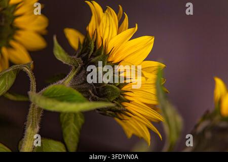 Questa bellissima fotografia botanica naturale cattura una vista macro dettagliata in primo piano che mostra il retro di un girasole giallo vibrante in fiore helia Foto Stock