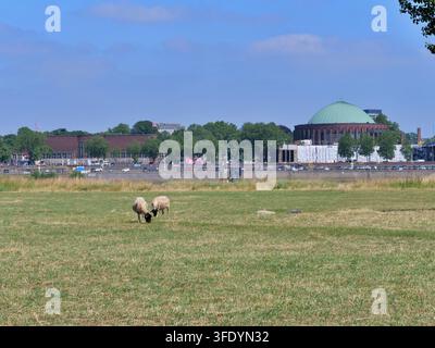 Un gregge di pecore domestiche pasce tranquillamente in un prato secco sulle rive del Reno a Düsseldorf. In lontananza, lo skyline della città con th Foto Stock