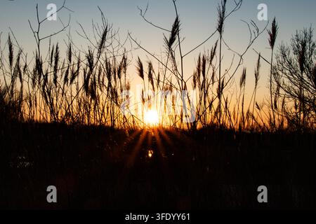 Questa foto mostra il sole che irrompe attraverso le canne silouettate, i suoi raggi si aprono a ventaglio contro un cielo che sfuma dall'oro vicino all'orizzonte al blu più in alto Foto Stock