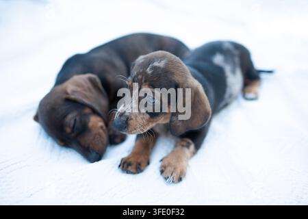 Due cuccioli di bassotto, uno addormentato e l'altro sveglio, che riposano su una coperta bianca Foto Stock