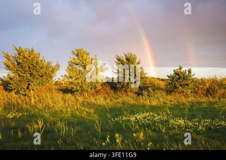 Un paesaggio rurale scenografico con un vibrante doppio arcobaleno che si estende nelle nuvole scure, illuminando un campo verde di fiori selvatici e alberi in una luce calda e uniforme Foto Stock