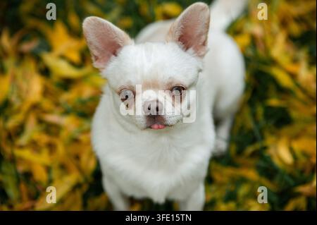Chihuahua bianco a pelo corto in piedi su un prato autunnale Foto Stock