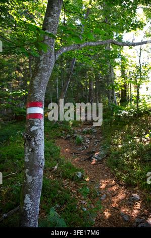 Segnale di sentiero escursionistico rosso e bianco austriaco dipinto su un tronco d’albero lungo un sentiero boschivo roccioso sul Predigstuhl vicino a Bad Goisern, Austria. Foto Stock