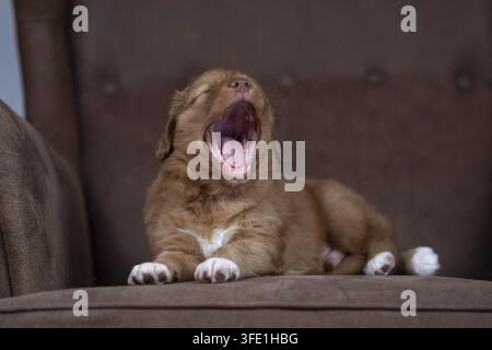 Nova Scotia Duck Tolling Retriever Foto Stock