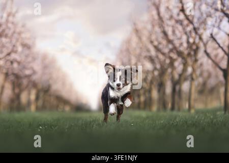 Miniatura pastore australiano Foto Stock