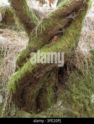 Primo piano dettagliato di un tronco d'albero antico, nodoso e contorto, coperto da una fitta muschia verde nella natura unica dell'altopiano di El Hierro, Spagna. Foto Stock