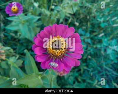 Vista dall'alto primo piano di un fiore di Zinnia elegans rosa magenta in fiore con un insetto Pentatomidae che cammina sui petali in un cortile Foto Stock