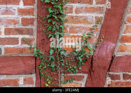 Edera comune, Edera inglese, Hedera helix, che si arrampica su un muro di casa, Schleswig-Holstein, Germania Foto Stock