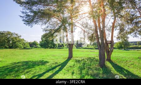La luce del sole filtra attraverso gli alberi alti. L'erba verde si estende sotto la loro ombra Foto Stock