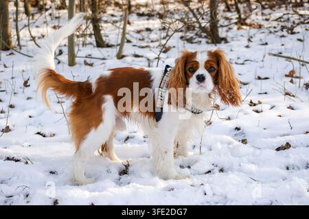 Cavalier King Charles Spaniel, cane in inverno Foto Stock