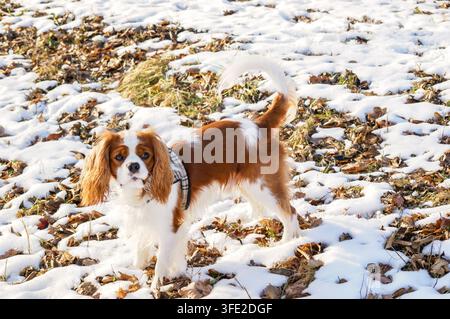 Cavalier King Charles Spaniel, cane in inverno Foto Stock