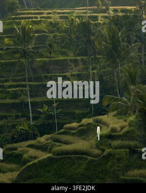 Veduta aerea delle terrazze di riso di Ubud con rigogliosi campi di riso verdi, alte palme e una persona in piedi nel campo a Tegallalang, Bali, Indonesia Foto Stock