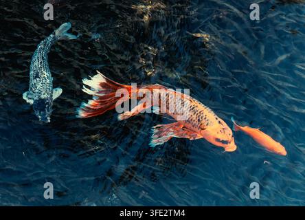 Carpe Koi giapponesi nuotano nello stagno Foto Stock