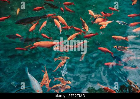 Carpe Koi giapponesi nuotano nello stagno Foto Stock