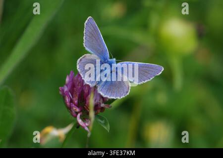 Farfalla blu comune (Polyommatus icarus) in riposo su un fiore di trifoglio viola in un prato verde Foto Stock