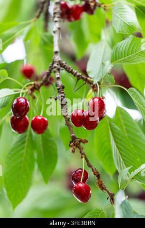 Ciliegie rosse mature su un ramo frondoso Foto Stock