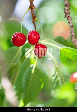 Ciliegie rosse mature su un ramo frondoso Foto Stock